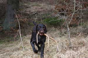 Birko vom Jura-Grund Abwurfstange 2