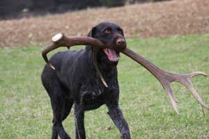 Birko vom Jura-Grund Abwurfstange 3