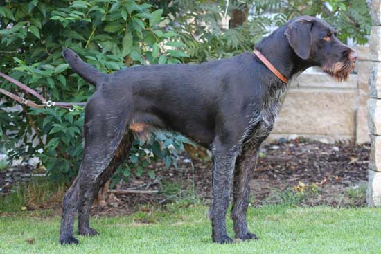 Birko vom Jura-Grund Deckrüden