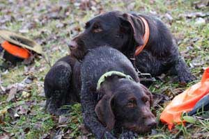 Birko vom Jura-Grund Treibjagd 6